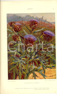 Stampa, bozzetto originale 1910 ca E. BARTSCH Carciofi Tavola 35x25 cm da MODELLI DECORATIVI 1