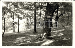 Fotografia d epoca originale 1960 ca VARESE Veduta dei giardini pubblici Foto cartolina VINTAGE 1