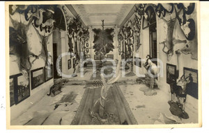 Cartolina originale da collezione 1940 ca PADOVA Palazzo DOLFIN BOLDU   Museo di caccia grossa Cartolina FP NV 1