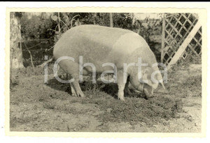 Fotografia d epoca originale 1945 CORNAREDO Verro degli allevamenti Confezioni MAIM Foto 14x9 cm 1