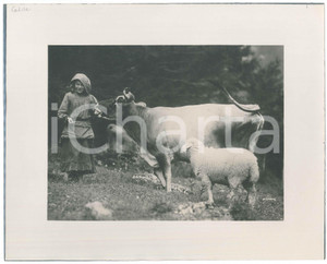 Fotografia d epoca originale 1940 ca DOLOMITI  CADORE Pastorella con pecora e mucca al pascolo  Foto 30x24 1