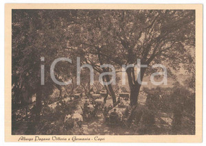 Cartolina originale da collezione 1930 ca CAPRI Albergo Pagano Vittoria e Germania  Cartolina ANIMATA FG NV 1