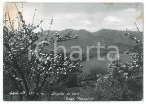 Cartolina originale da collezione 1953 AGRA  VARESE Panorama con Lago Maggiore  Cartolina FP VG 1