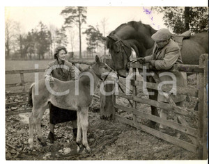 Fotografia d epoca originale 1954 LLANVAIR UK Karry LLEWELLYN S and his wife with two horses Photo 1
