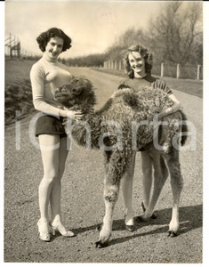Fotografia d epoca originale 1954 WHIPSNADE ZOO Windmill Girls Lydia BARTON Maureen O  DEA and baby camel 1