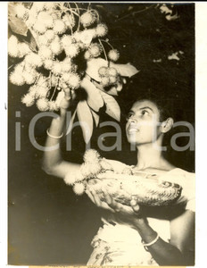 Fotografia d epoca originale 1959 MALWANA SRI LANKA Donna durante la raccolta del frutto rambutan Foto 1