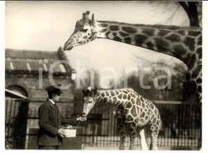 Fotografia d epoca originale 1955 LONDON ZOO The giraffe Maud with her sevenmonthsold Chris Photo 20x15 1