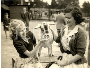 Fotografia d epoca originale 1953 LONDON ZOO Actress Margaret LOCKWOOD with her daughter Julia Photo 20x15 1