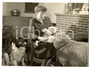 Fotografia d epoca originale 1956 BRISLINGTON UK Helen HASKINS with her lamb Tibby Photo 20x15 cm 1