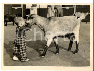 Fotografia d epoca originale 1956 LONDON ZOO Children s Corner  A young visitor and a goat Photo 20x15 1