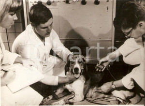 Fotografia d epoca originale 1969 BETHESDA USA Dottor Sidney LEVITSKY e cane con batterie cardiache nucleari 1