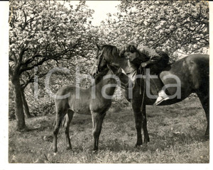 Fotografia d epoca originale 1959 CHEW MAGNA UK Paddy TUCKETT rides her horse GYPSY Photo 20x15 cm 1