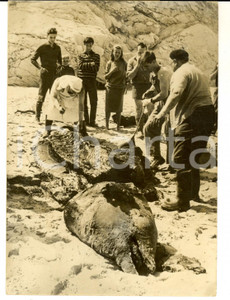 Fotografia d epoca originale 1962 BIDART F Rare baleine Zyphir Cavirostris Ã©chouÃ©e sur la plage Photo 1
