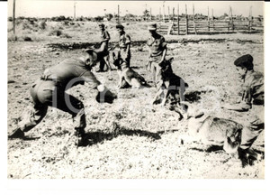 Fotografia d epoca originale 1962 SAIGON VIETNAM Allenamento con cani poliziotti per stanare i guerriglieri 1