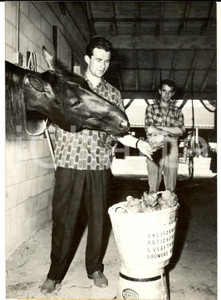 Fotografia d epoca originale 1959 NEW YORK ROOSEVELT Raceway  Il cavallo Jamin mangia carciofi Foto 1