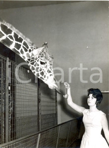 Fotografia d epoca originale 1959 DUBLIN ZOO  Irene MURRAY feeds with apple the giraffe Charlie Photo 15x20 1