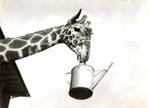 Fotografia d epoca originale 1959 LONDON ZOO  The giraffe GOOFY picking up water can Photo 20x15 cm 1