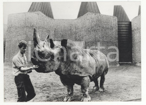 Fotografia d epoca originale 1968 LONDON ZOO Architettura minimalista moderna per la casa del rinoceronte 1