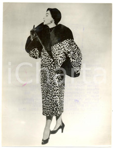 Fotografia d epoca originale 1953 LONDON Model wears Tescan Leopard Lamb coat with Beaver fur for capecollar 1
