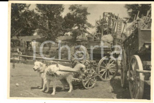 Fotografia d epoca originale 1915 ca WW1 SAN VITO AL TORRE Soldato con carretto tirato dai cani Foto 8x5 1