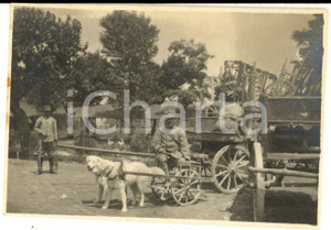 Fotografia d epoca originale 1915 ca WW1 SAN VITO AL TORRE Soldati con carretto trainato dai cani Foto 8x5 1