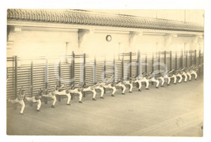 Fotografia d epoca originale 1950 ca LISBOA PORTUGAL Giovani ginnasti in palestra  Foto VINTAGE 18x13 cm 1