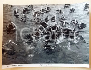 Fotografia d epoca originale 1950 ca ITALIA  M/N MARCO POLO Zuffa tra pellicani  Fotografia 40x30 1