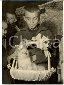 Fotografia d epoca originale 1959 PARIS Hotel Continental  Persan Ã  l Exposition FÃ©line   Photo 13x18 cm 1