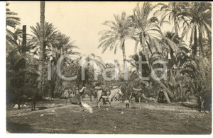 Fotografia d epoca originale 1915 ca LIBIA Coloni italiani in un oasi tra gli animali da soma Foto cartolina 1