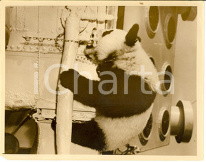 Fotografia d epoca originale 1935 ca CHINA Li LingAi baby giant panda en route to the Chicago Zoo  Photo 1