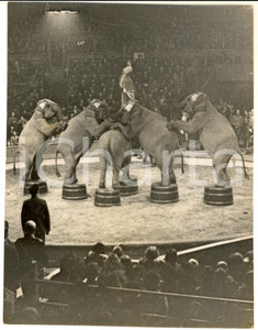 Fotografia d epoca originale 1935 ca LONDON BELTRAM MILLS CIRCUS  Esibizione di elefanti  Foto 18x24 cm 1