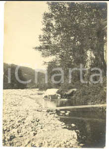 Fotografia d epoca originale 1920 ca BUSALLA GE Panorama con bestiame al torrente  Foto ARTISTICA 9x15 cm 1