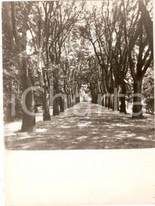 Fotografia d epoca originale 1970 ca PADOVA Giardini dell Arena  Viale alberato Foto ARTISTICA 17x24 cm 1