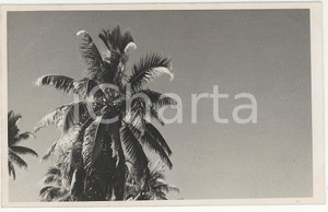 Fotografia d epoca originale 1937 TAHITI Polinesia Nei dintorni del Rivnac REAL PHOTO cm 13,5 x 8,5 1