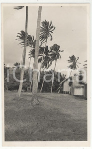 Fotografia d epoca originale 1937 TAHITI Polinesia Il Rivnac REAL PHOTO cm 13,5 x 8,5 1