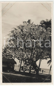 Fotografia d epoca originale 1937 PAPEETE Polinesia Dettaglio panoramico REAL PHOTO cm 13,5 x 8,5 1