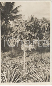 Fotografia d epoca originale 1937 PAPEETE Polinesia Il frutto del pane  2REAL PHOTO cm 13,5 x 8,5 1