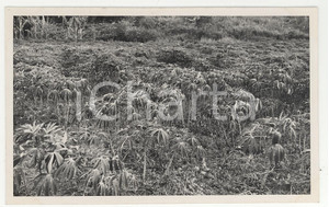 Fotografia d epoca originale 1937 PAPEETE Polinesia Distesa di tapioca  REAL PHOTO cm 13,5 x 8,5 1