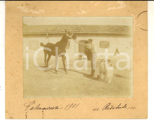 Fotografia d epoca originale 1901 PALMANOVA IPPICA Fantino tira il cavallo RESOLUTE  Foto CURIOSA 15x12 cm 1
