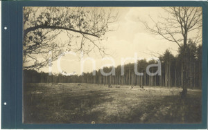 Fotografia d epoca originale 1920 ca CERIANO LAGHETTO Ditta TRANQUILLO ROSSI  Accatastamento tronchi Foto 1