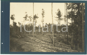 Fotografia d epoca originale 1920 ca CERIANO LAGHETTO Ditta TRANQUILLO ROSSI  Tronchi sramati  Foto 1