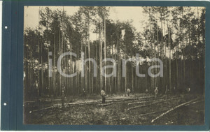 Fotografia d epoca originale 1920 ca CERIANO LAGHETTO Ditta TRANQUILLO ROSSI  Abbattimento degli alberi FOTO 1