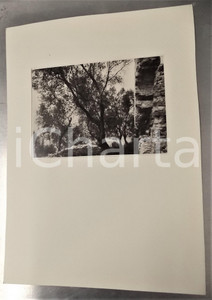 Fotografia d epoca originale 1949 SIRMIONE Veduta degli ulivi di Catullo Foto con passepartout 24x34 cm 1