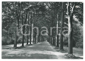 Cartolina originale da collezione 1958 VIAREGGIO  Viale dei Tigli  Cartolina FG VG 1