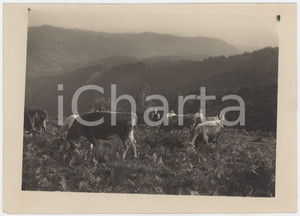 Fotografia d epoca originale 1930 ca ITALIA RURALE Contadini con buoi al pascolo  Foto 18x13 cm 1