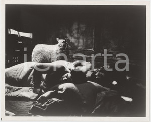 Fotografia d epoca originale 1988 CINEMA The suitors  Movie by Ghasem EBRAHIMIAN Photo 25x20 cm 1