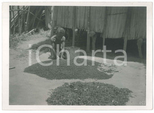Fotografia d epoca originale 1935 ca MADAGASCAR  Raccolta del pepe  Bambino in un villaggio Foto 4 1