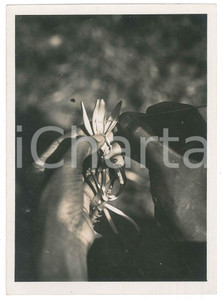 Fotografia d epoca originale 1935 ca MADAGASCAR  AGRICOLTURA  Impollinazione della vaniglia Foto 1