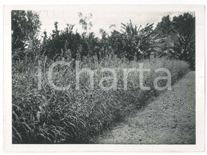 Fotografia d epoca originale 1935 ca MADAGASCAR  AGRICOLTURA  Piantagione  Foto 18x13 cm 1