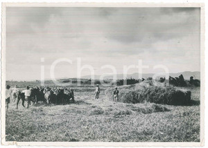 Fotografia d epoca originale 1935 ca MADAGASCAR  Buoi in un azienda agricola  Foto 18x13 cm 1